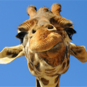 KellySchultze's avatar